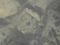 Thistlegorm (23)